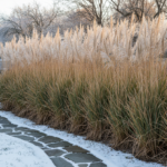 Henry Neuhauser pflanzt in Rostock winterharte Gräser: Ganzjähriger Sichtschutz für windige Gärten