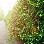 Windschutz-Hecken richtig planen - Henry Neuhausers Lösung in Rostock