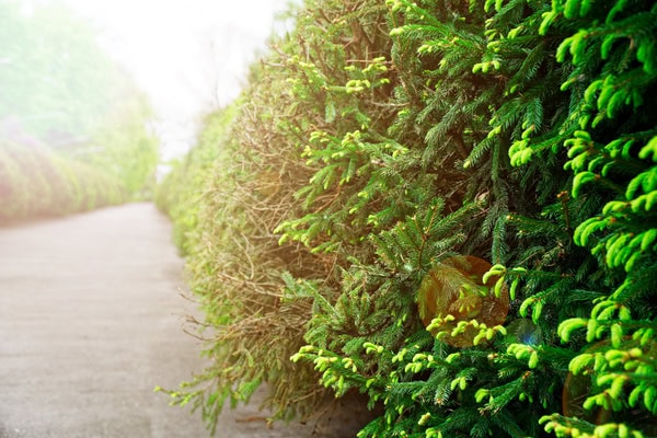Windschutz-Hecken richtig planen - Henry Neuhausers Lösung in Rostock